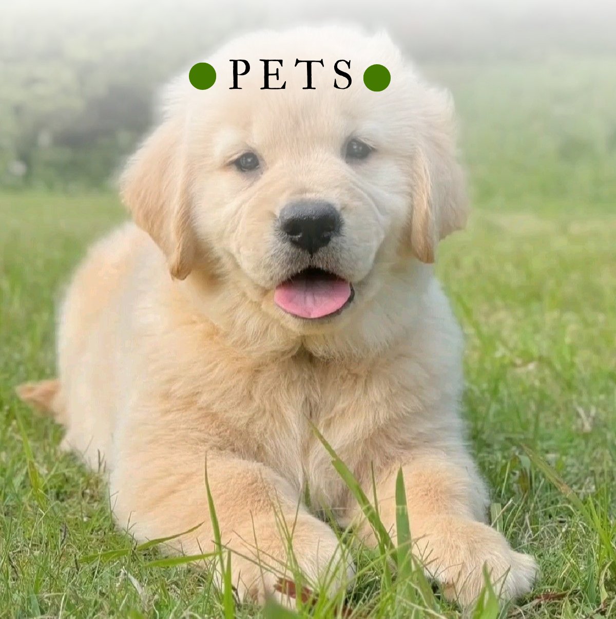 Pets
